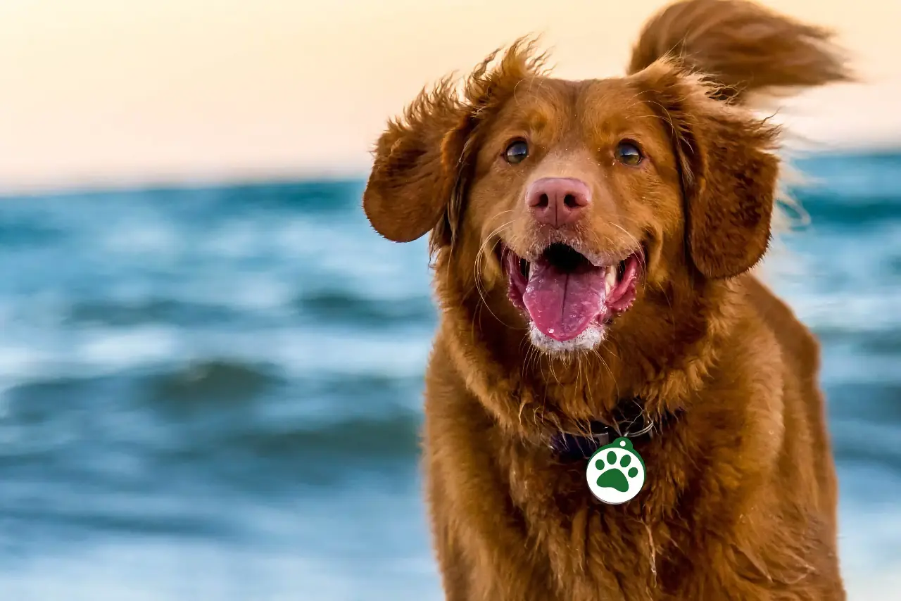 Perro con collar y placa de identificación