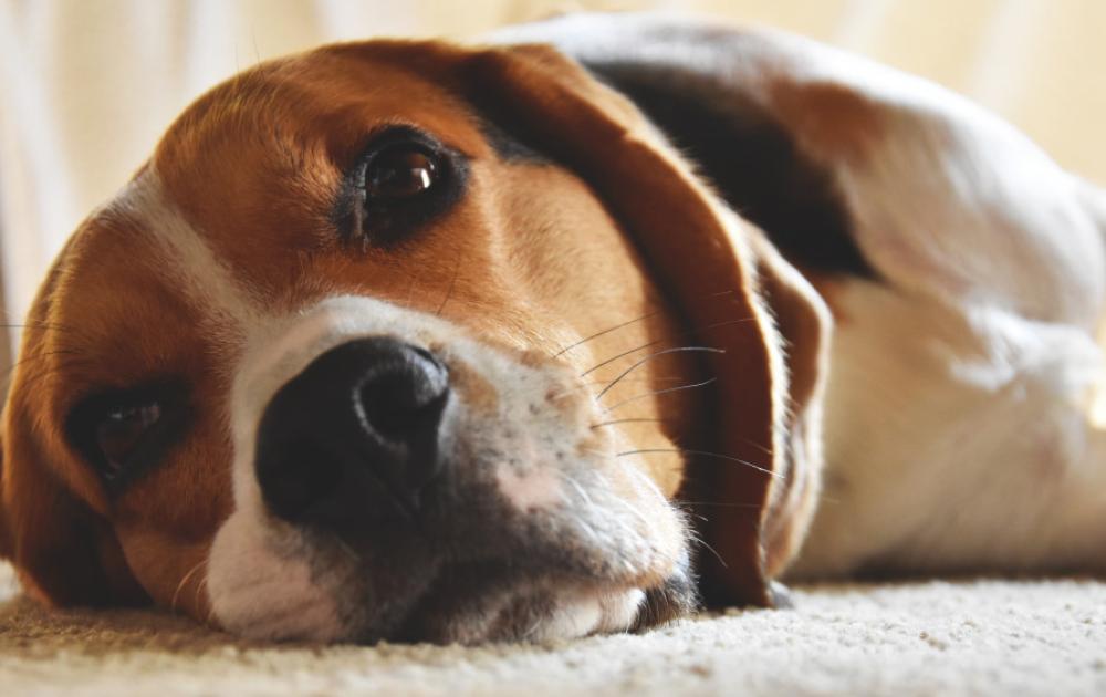 Veterinario revisando registros digitales de vacunación de varias mascotas