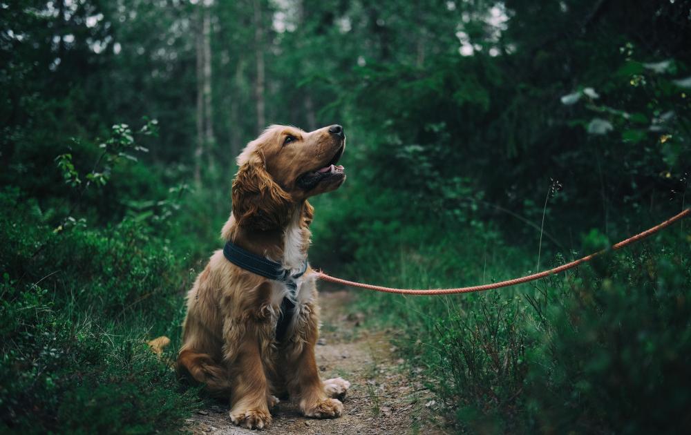 digital vs paper vaccination cards pros and cons for pet owners