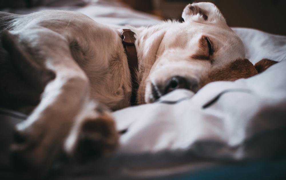 essential vaccination tips for puppies and kittens using a digital record