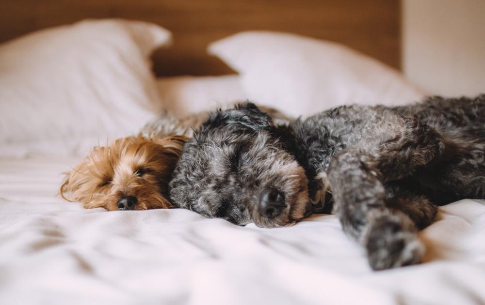 how a digital pet passport improves communication with your vet
