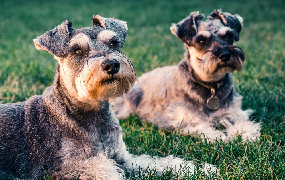how digital pet records support emergency care