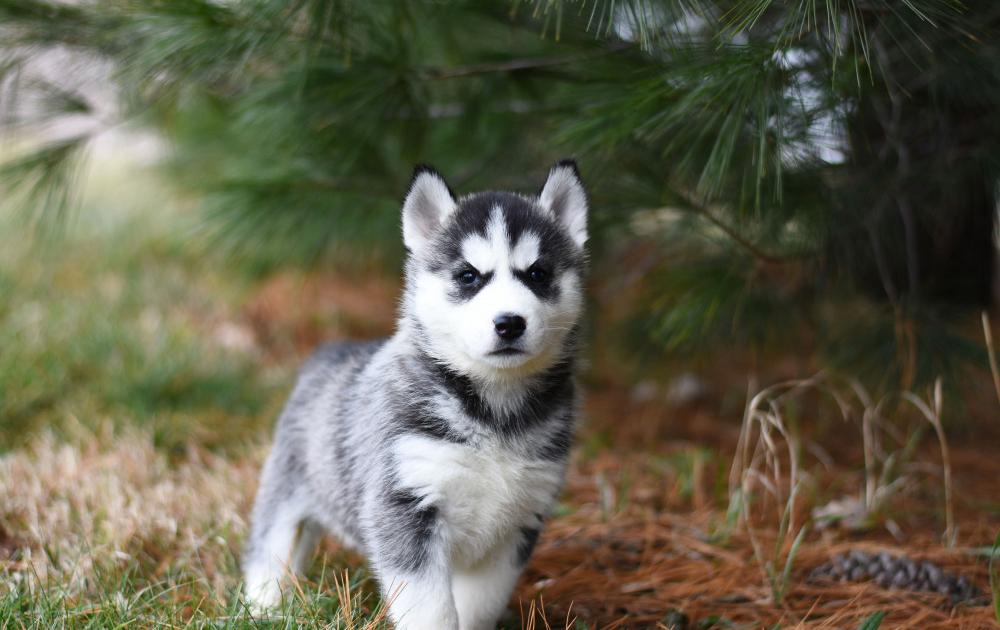 how digital vaccination records help when traveling with your pet
