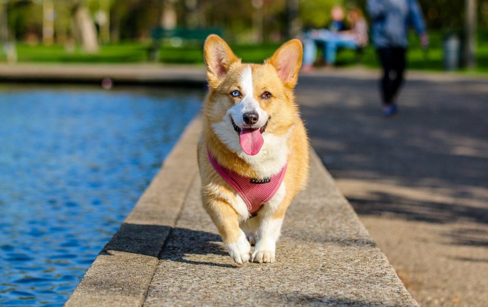 how pet id helps shelters and rescues manage vaccination data