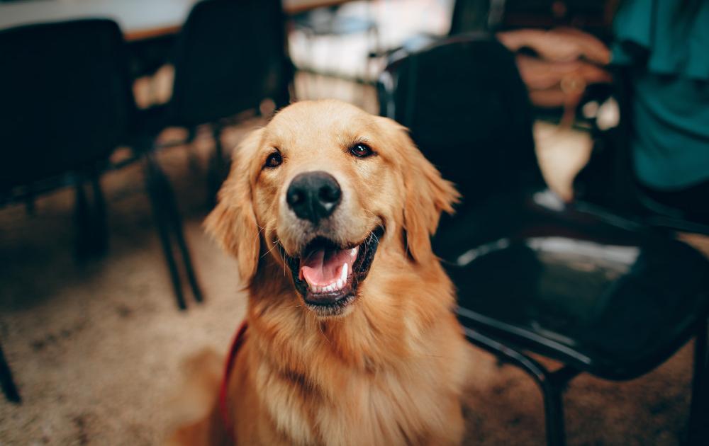 how reminders and alerts keep your pets vaccinations on track