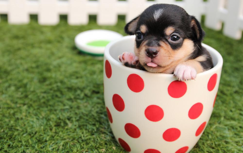 keeping senior pets healthy with a digital vaccination history