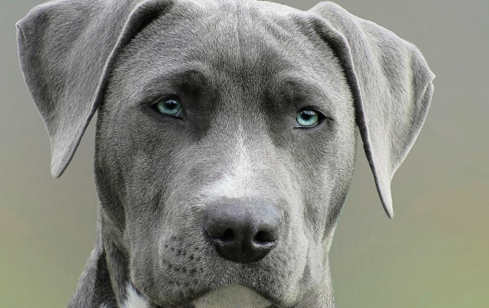 Perro y gato junto a un pasaporte digital en una tablet