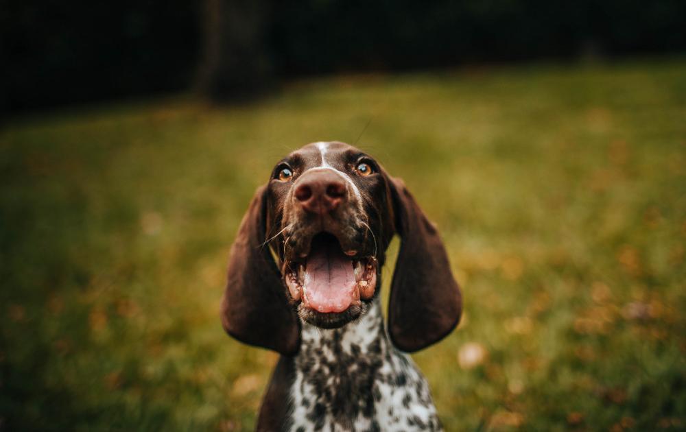 why your vet loves digital vaccination records